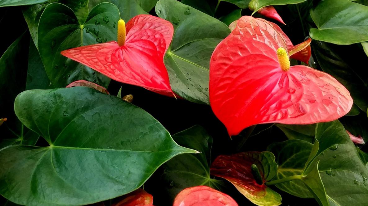 Hanging Plants Indoor | A Comprehensive Guide to Anthurium Care: Nurturing Your Tropical Beauties