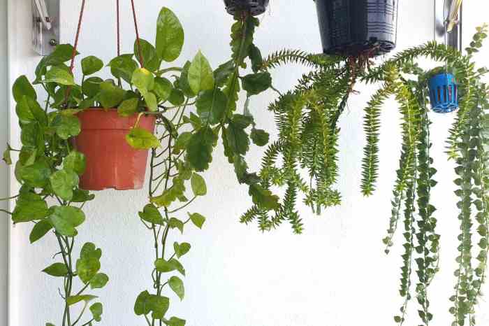 Hanging Plants Indoor | 10 Hanging Plants on Balcony: Transform Your Outdoor Space into a Serene Oasis