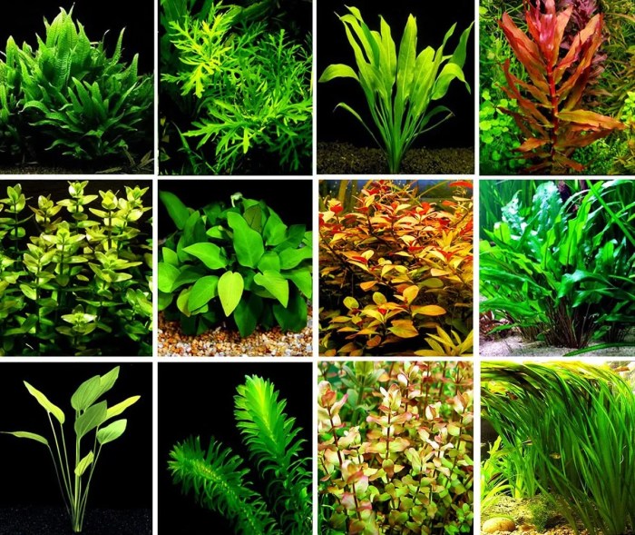 Hanging Plants Indoor | Best Plants for Aquascaping: A Comprehensive Guide to Enhancing Your Underwater Landscape