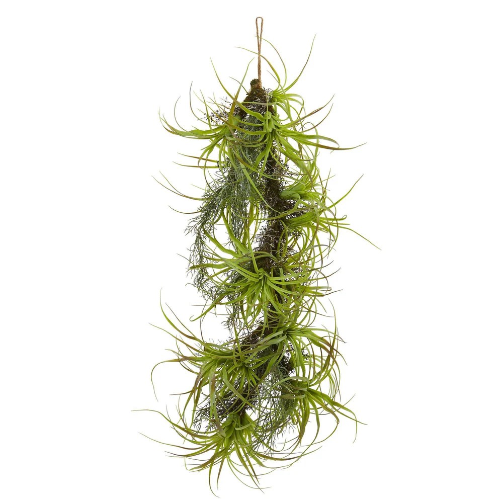Hanging Plants Indoor | Hanging Air Plants at Bunnings: Everything You Need to Know