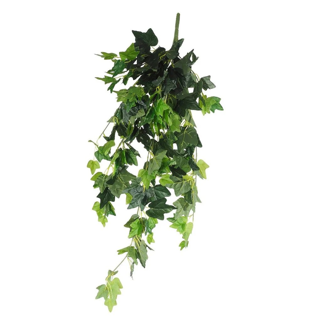 Hanging Plants Indoor | Discover the Best Hanging Ivy for Your Home: A Comprehensive Guide