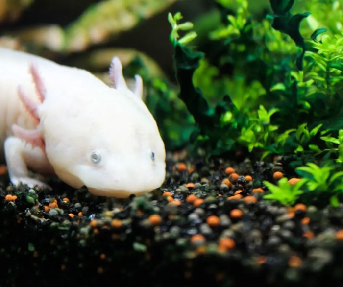 Hanging Plants Indoor | Best Plants for Axolotls: A Guide to Creating a Thriving Environment