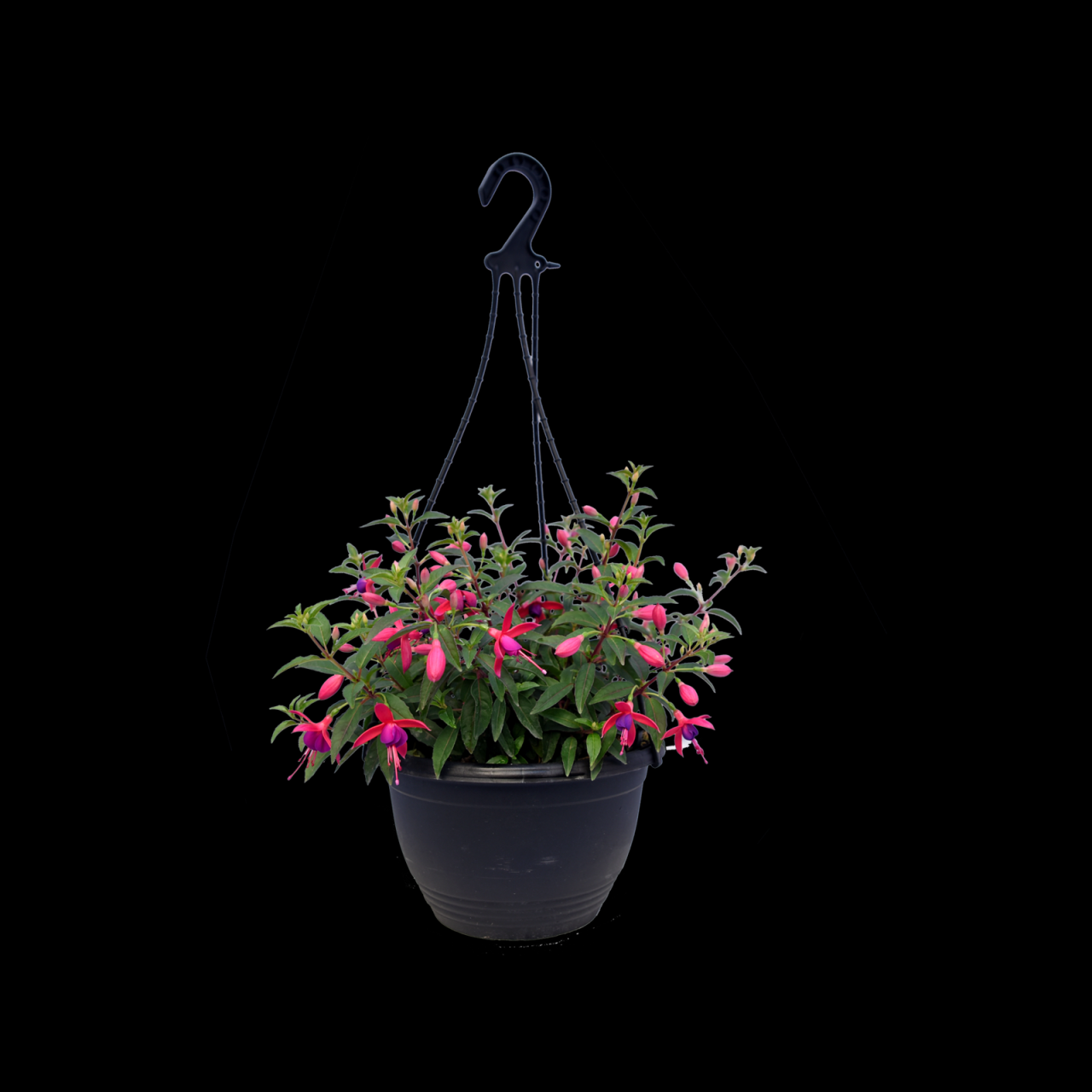 Hanging Plants Indoor | Hanging Fuchsia Bunnings: A Guide to Creating Stunning Vertical Gardens