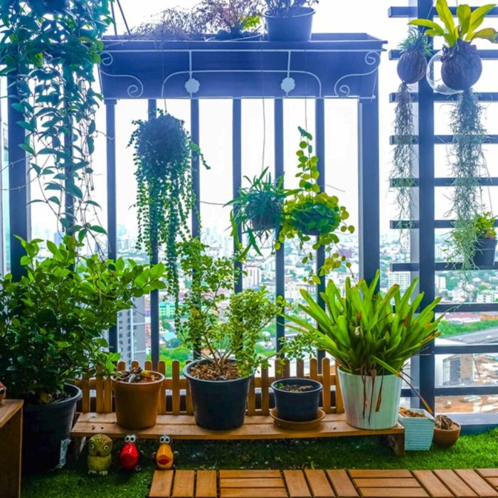 Hanging Plants Indoor | Hanging Plants Balcony: A Guide to Creating a Vertical Oasis