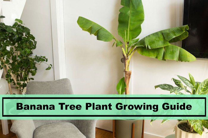 Hanging Plants Indoor | Trim Banana Plants for a Healthy and Bountiful Harvest
