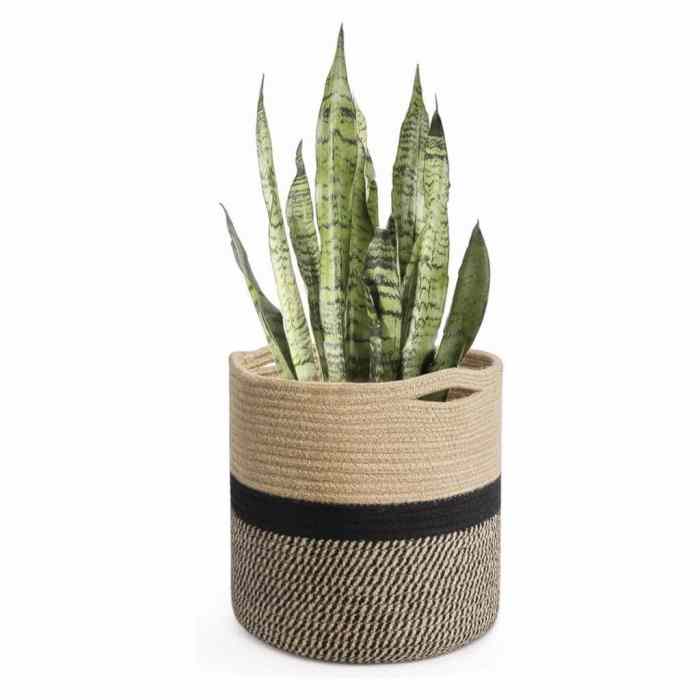 Hanging Plants Indoor | Baskets for Houseplants: A Stylish and Practical Way to Elevate Your Greenery