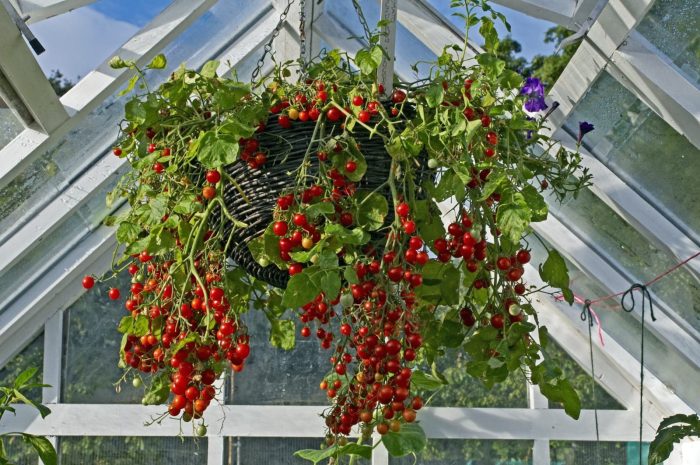 Hanging Plants Indoor | Hanging Basket Plants NZ: A Comprehensive Guide to Vertical Gardening