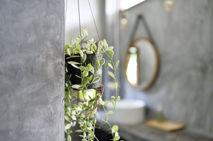 Hanging Plants Indoor | 10 Hanging Plants That Will Transform Your Shower Into a Serene Oasis