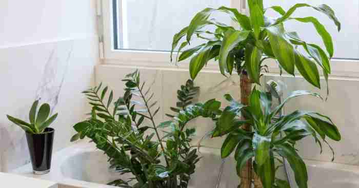 Hanging Plants Indoor | Best Plants to Keep in a Bathroom: Enhance Air Quality and Ambiance
