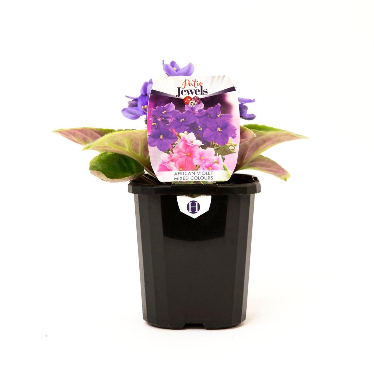 Hanging Plants Indoor | African Violet Soil Bunnings: A Guide to Growing Thriving Violets