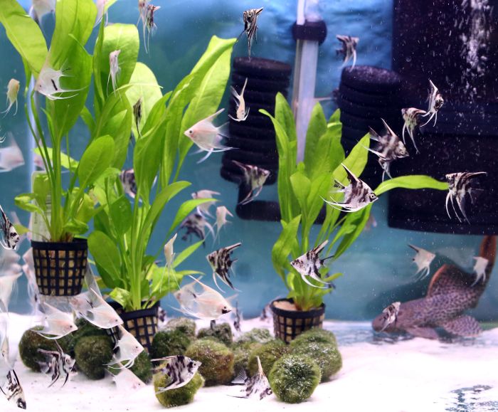 Hanging Plants Indoor | Best Plants to Grow Out of Aquariums: A Guide to Thriving Aquatic Flora