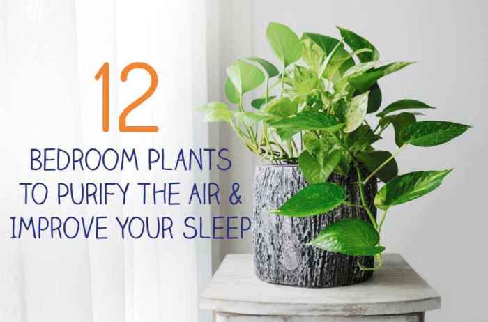 Hanging Plants Indoor | Enliven Your Bedroom with the Best Plants for Air Purification, Sleep, and Decor