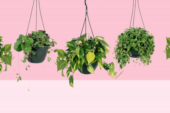 Hanging Plants Indoor | 5 Different Types of Hanging Houseplants to Elevate Your Home Decor