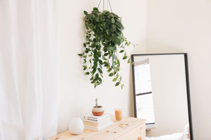 Hanging Plants Indoor | Best Houseplants for Hanging Baskets: A Guide to Thriving Indoor Greenery