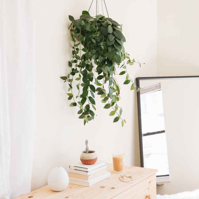 Hanging Plants Indoor | Hanging Plants for Room: Enhancing Aesthetics and Air Quality