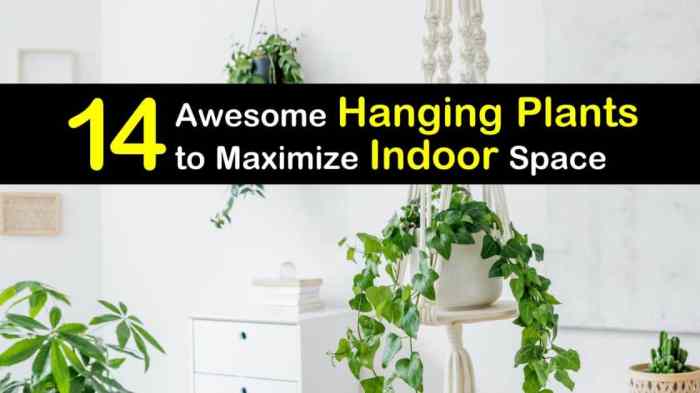 Hanging Plants Indoor | Hanging Live Plants Indoor: A Guide to Health, Beauty, and Creativity