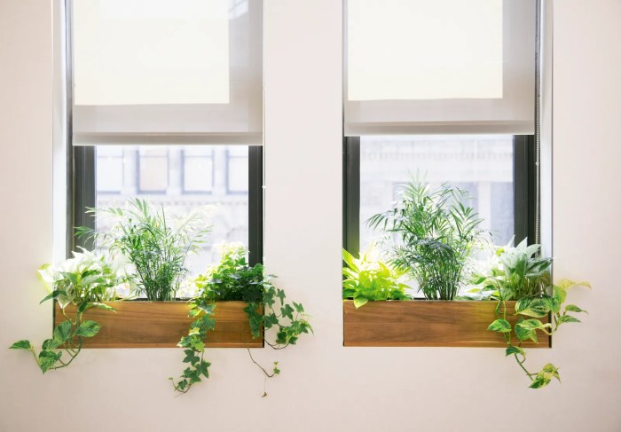Hanging Plants Indoor | Best Plants for Office Window: Purify, Boost Mood, Enhance Ambiance