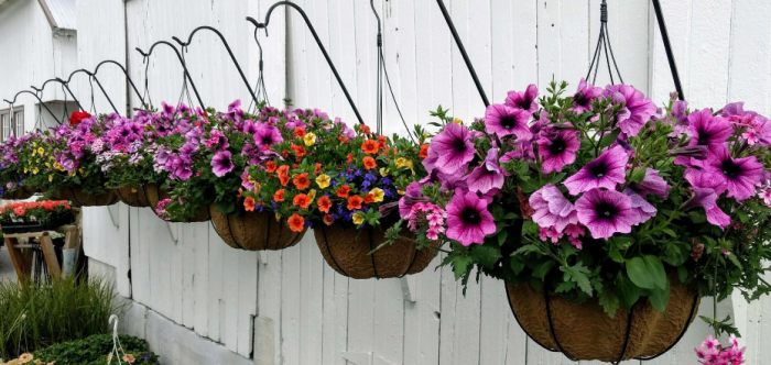 Hanging Plants Indoor | Explore the World of Trailing Hanging Basket Plants in the UK