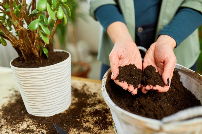 Hanging Plants Indoor | Best Soil for Indoor Plants at Bunnings: A Comprehensive Guide
