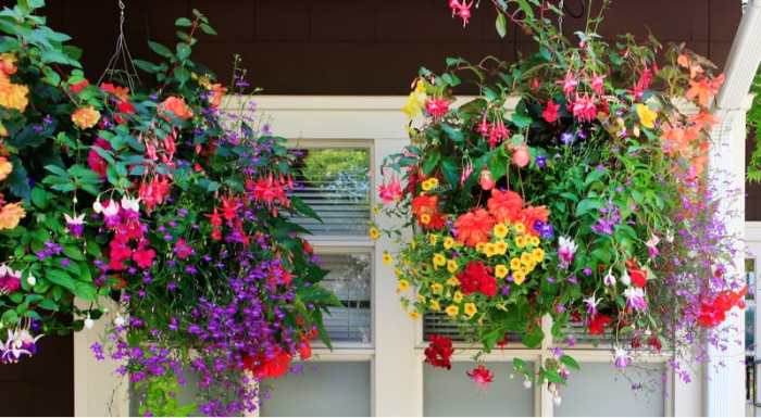 Hanging Plants Indoor | Hanging Basket Trailing Plants: A Guide to Creating Eye-Catching Displays