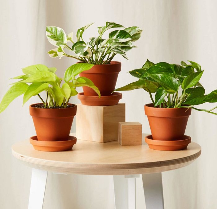 Hanging Plants Indoor | Best Plants for Dorm Rooms: A Guide to Greenery in Confined Spaces