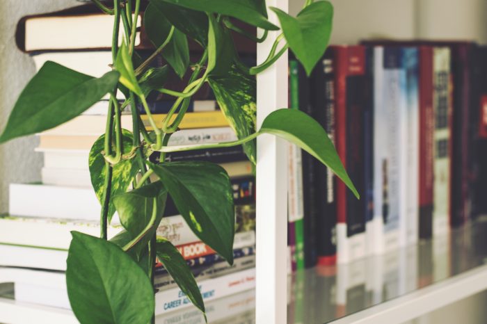Hanging Plants Indoor | Easiest Hanging Plants to Keep Alive: Enhance Your Indoor Oasis