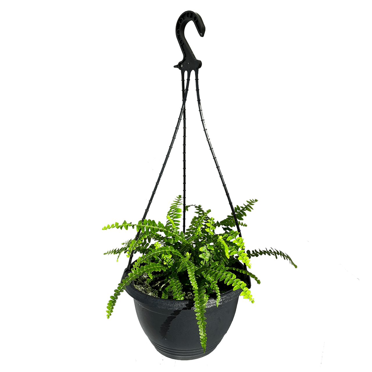 Hanging Plants Indoor | Bunnings Hanging Ferns: A Guide to Varieties, Care, and Design