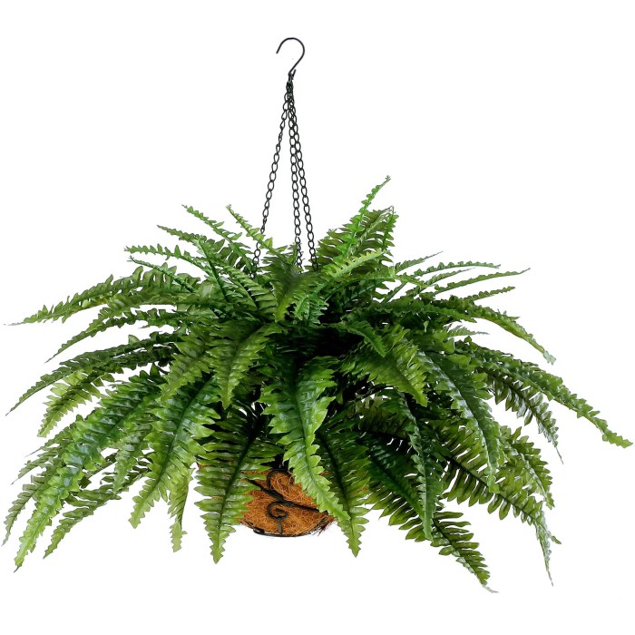 Hanging Plants Indoor | Boston Fern Indoor Hanging Baskets: Enhance Your Space with Greenery and Style