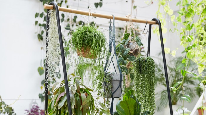Hanging Plants Indoor | Best Hanging Plants for Dark Rooms: Illuminate Your Home with Greenery