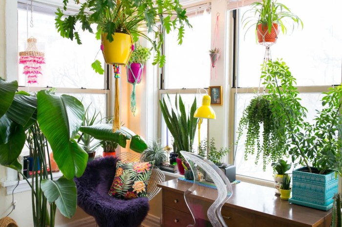 Hanging Plants Indoor | Hanging Plants for Apartments: Enhancing Aesthetics and Well-being in Limited Spaces