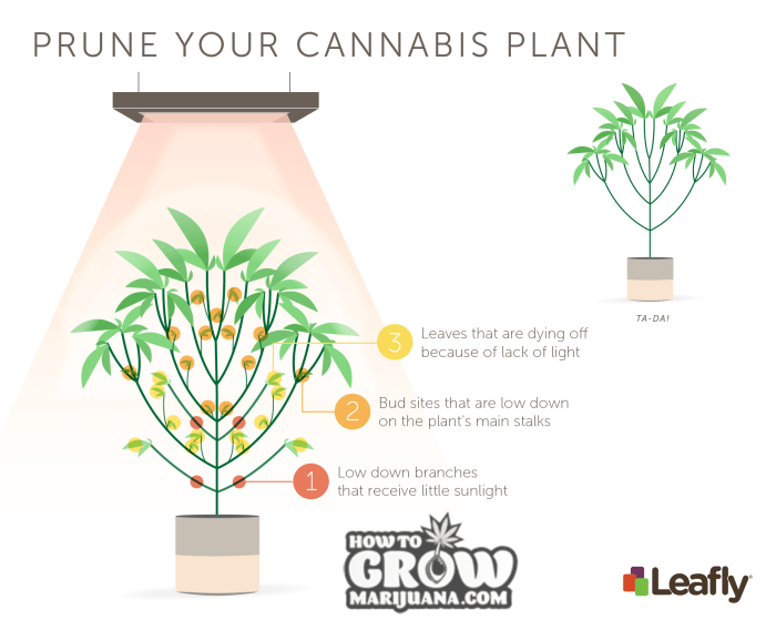 Hanging Plants Indoor | How to Trim Your Weed Plant During Flowering: A Comprehensive Guide
