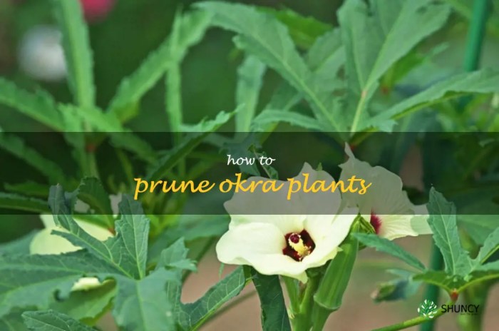 Hanging Plants Indoor | How to Prune Okra Plants: A Comprehensive Guide to Enhance Growth and Productivity