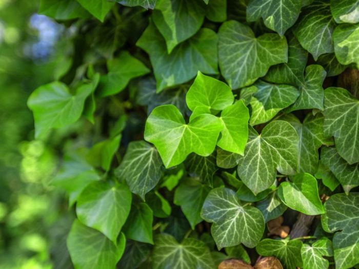 Hanging Plants Indoor | How to Trim Ivy Plants: A Comprehensive Guide for Beginners and Experts