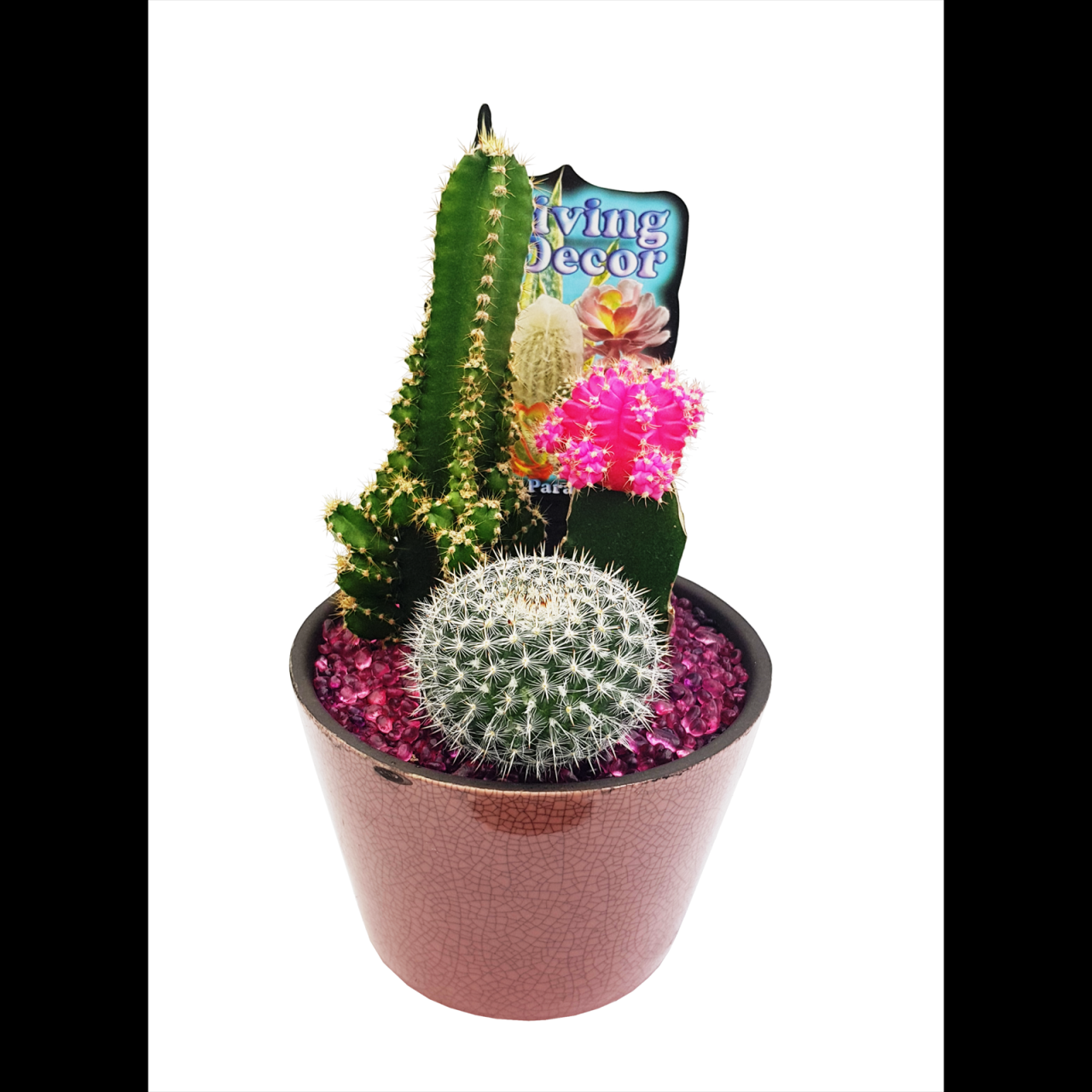 Hanging Plants Indoor | Bunnings Cactus Pots: Essential Guide to Materials, Design, and Care