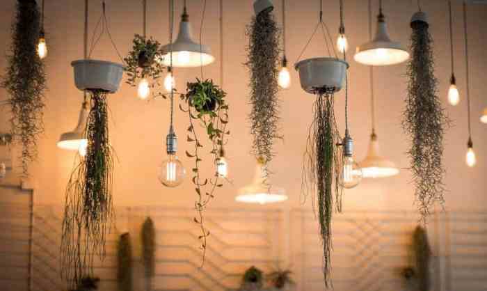 Hanging Plants Indoor | 10 Hanging Plants for a Ceiling-High Oasis