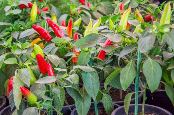 Hanging Plants Indoor | Trim Chilli Plants: Boost Yield, Enhance Health, and Prevent Diseases