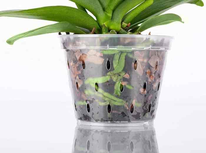 Hanging Plants Indoor | Bunnings Clear Pots: A Guide to Gardening in Transparency