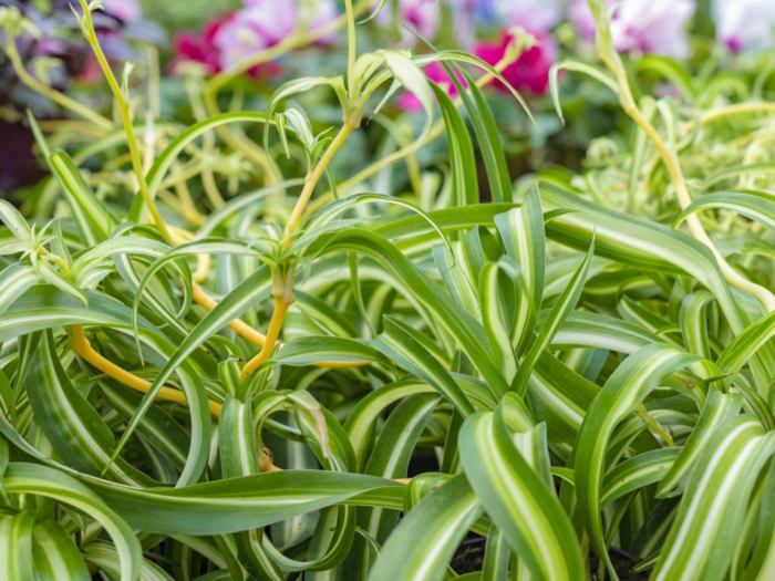 Hanging Plants Indoor | Trim Spider Plants: Essential Guide for Optimal Growth