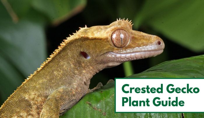 Hanging Plants Indoor | The Best Plants for Crested Geckos: A Comprehensive Guide to Creating a Thriving Ecosystem