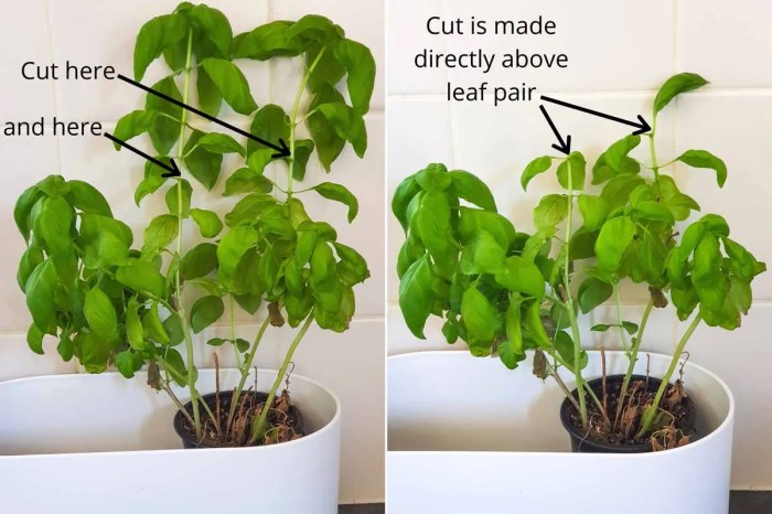 Hanging Plants Indoor | Expert Guide to Trimming Basil Plants: How to Keep Your Herb Thriving
