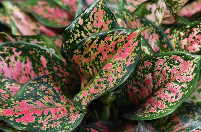 Hanging Plants Indoor | Chinese Evergreen Hanging Plant: A Guide to Care and Decorative Uses