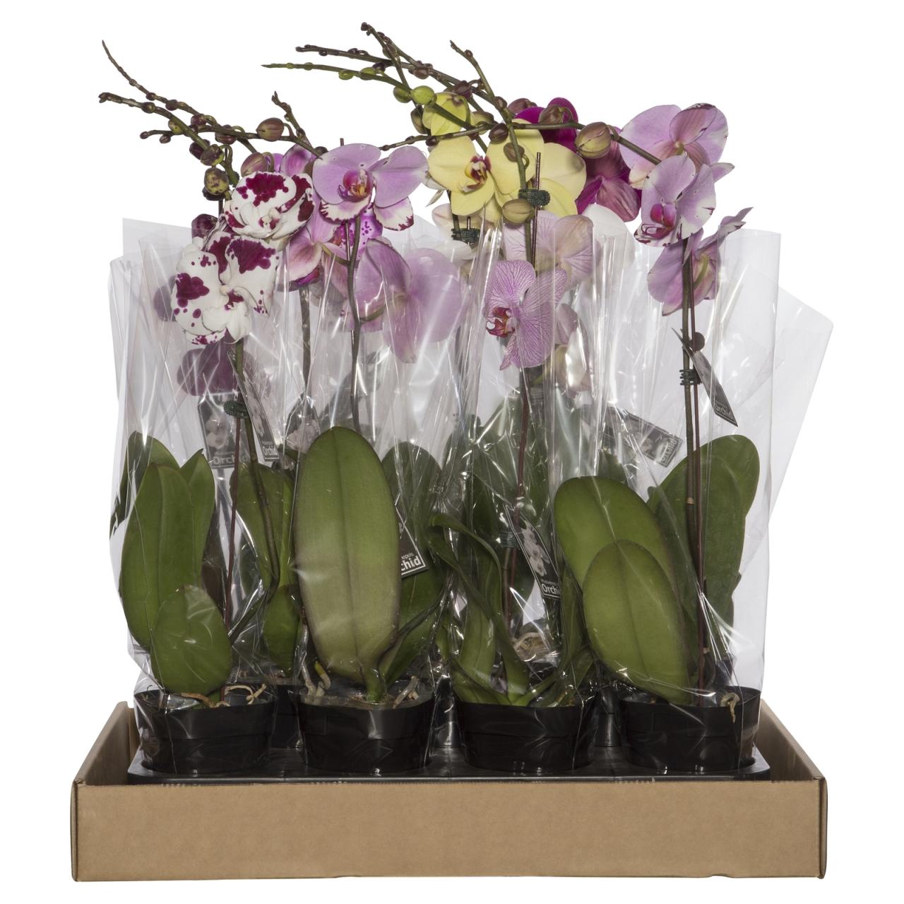 Hanging Plants Indoor | Orchid Mix Bunnings: A Comprehensive Guide for Orchid Enthusiasts