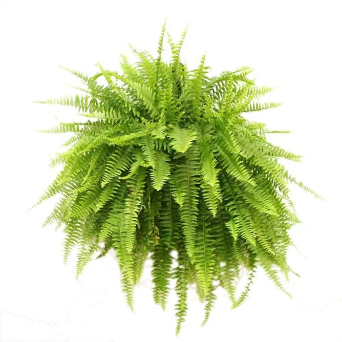 Hanging Plants Indoor | How Much Are Hanging Plants at Home Depot: A Comprehensive Guide