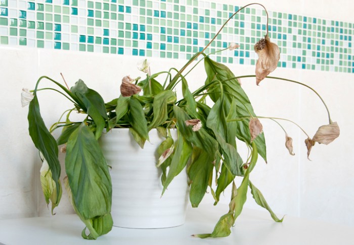 Hanging Plants Indoor | Why Do My Hanging Plants Keep Dying?