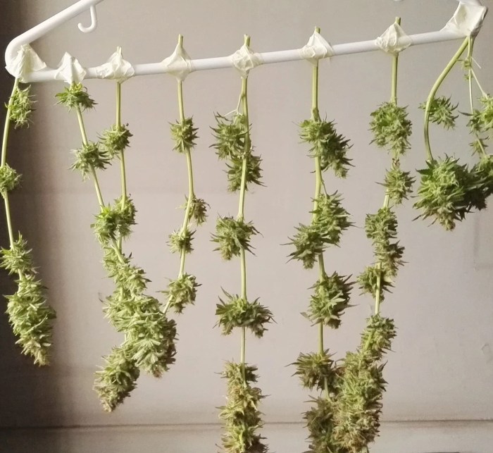 Hanging Plants Indoor | Hang Plants to Dry: Techniques, Tips, and Benefits