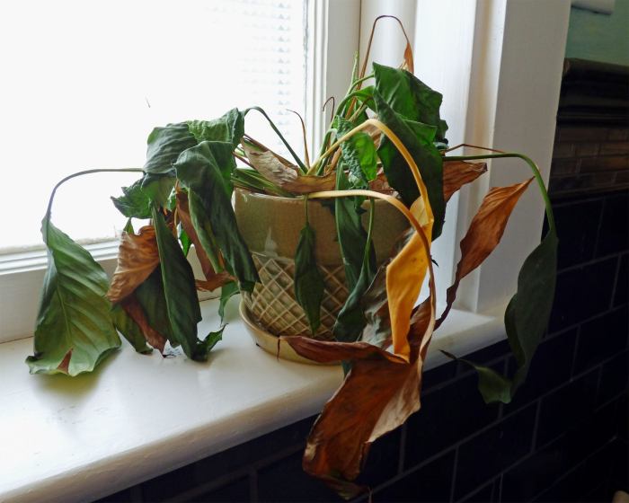 Hanging Plants Indoor | Why Do My Hanging Plants Keep Dying?