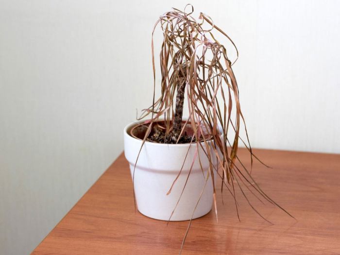 Hanging Plants Indoor | Why Do Hanging Plants Die: Uncovering the Causes and Solutions