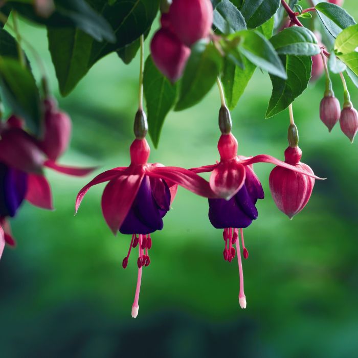 Hanging Plants Indoor | Hanging Plants for Hummingbirds: A Guide to Enriching Outdoor Spaces