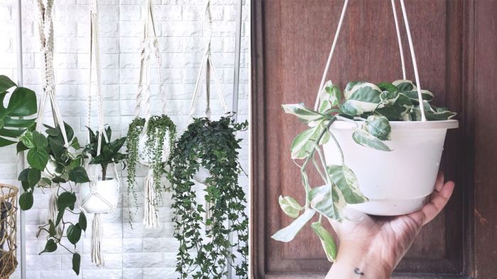 Hanging Plants Indoor | Buy Indoor Hanging Plants Online: A Guide to Plant Selection, Care, and Decor