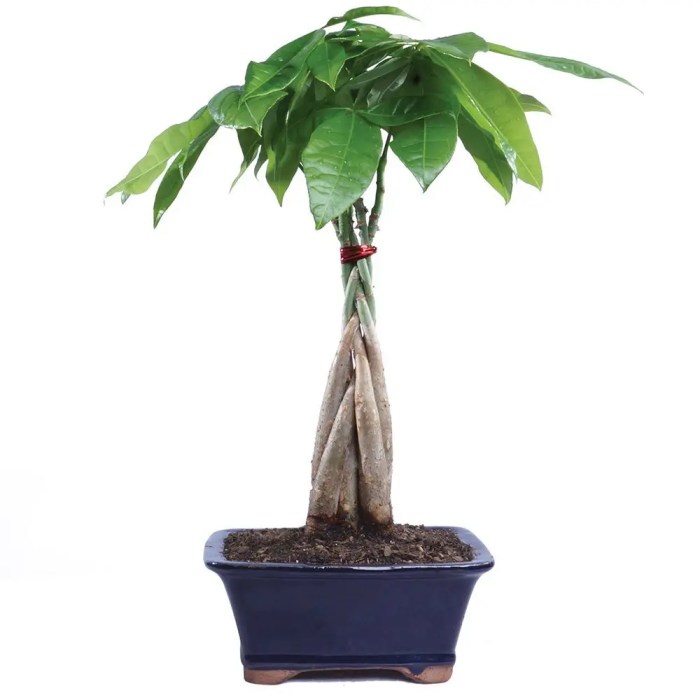 Hanging Plants Indoor | Essential Care Guide for a Thriving Money Tree Plant
